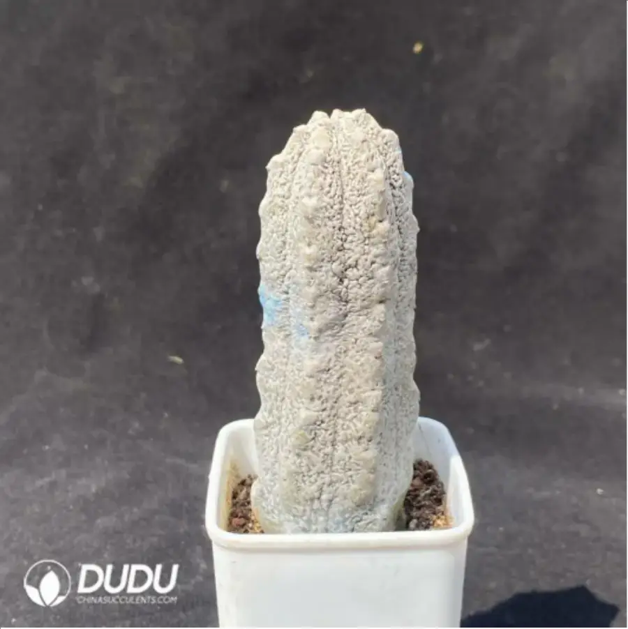 1-1751.webp Euphorbia abdelkuri - Image 1