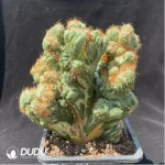 Cactus-Astrophytum myriostigma var. nudum