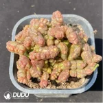 Cactus-Mammillaria bocasana cv.Fred