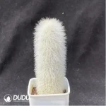 Cactus-CleistoCactus-Strausii