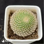Cactus-Rebutia arenacea