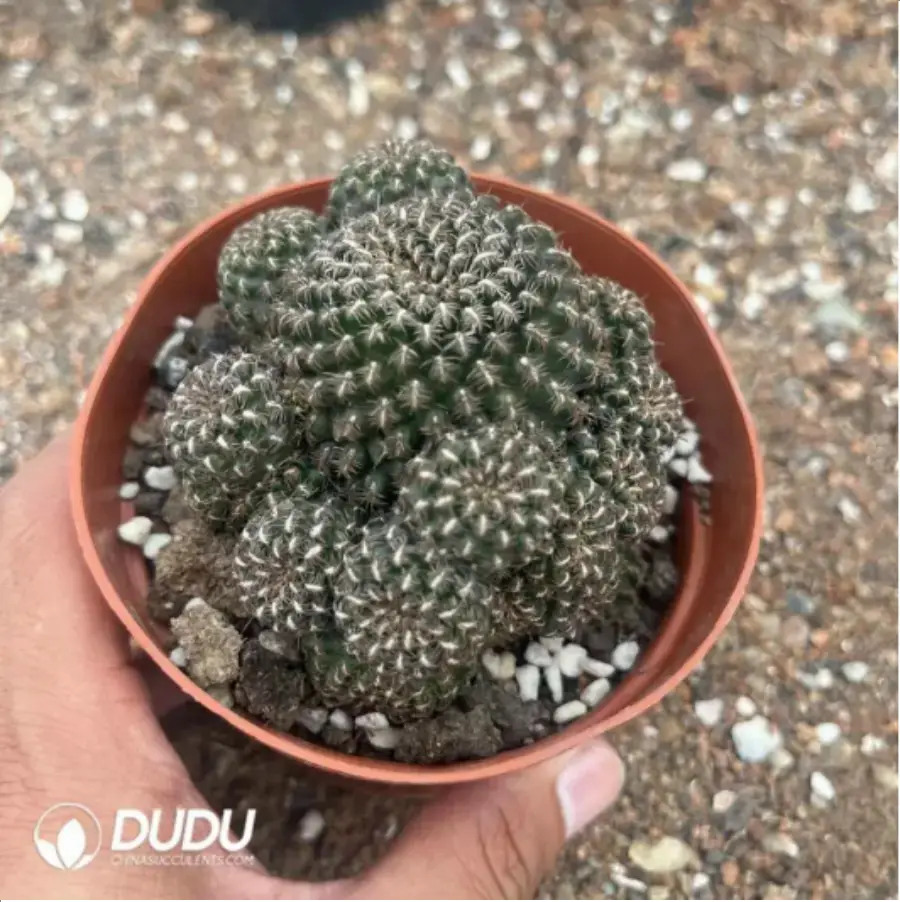 1-1761.webp Rebutia steinmannii - Image 1