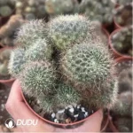Cactus-Sulcorebutia Black Widow Clustering