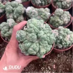 Cactus-Echinocactus Ivory Monstrose