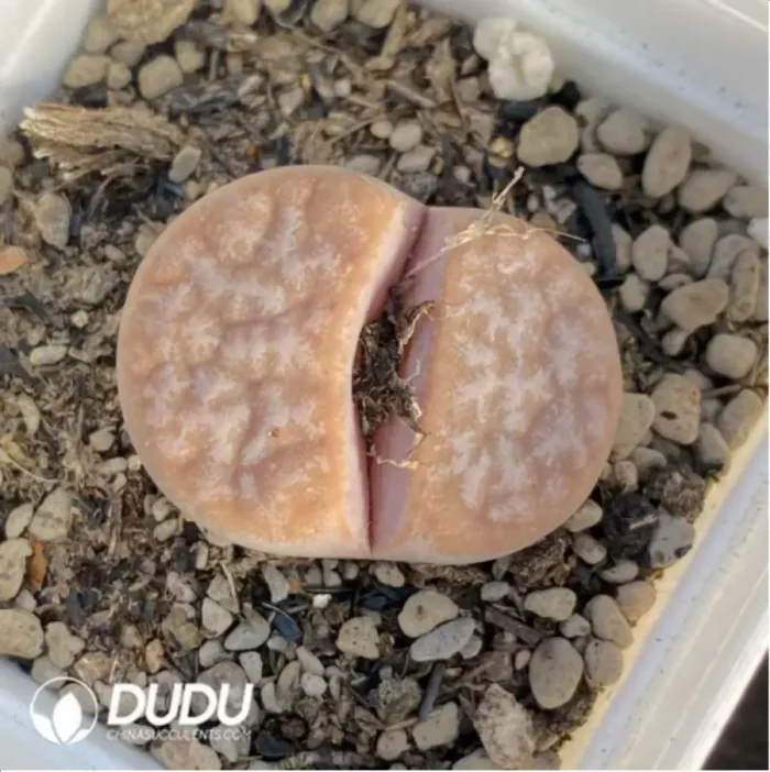 Lithops Latte - Image 1