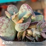 Adromischus Pure Red Hamo