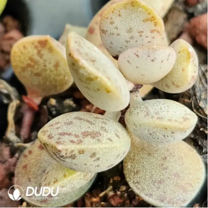 1-1773.webp Adromischus Sesame Cake - Image 1