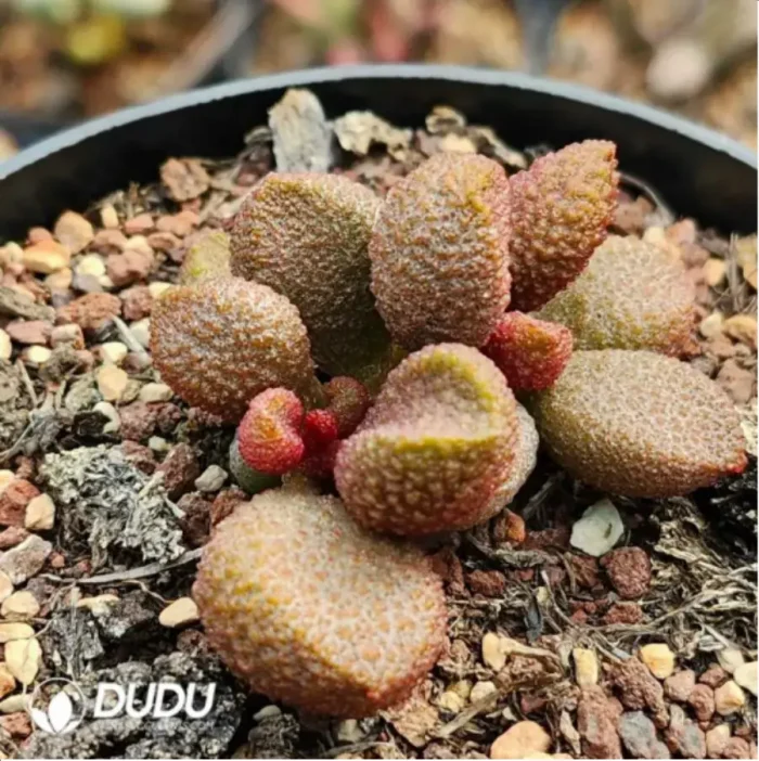 1-1774.webp Adromischus Ku Zibo - Image 1