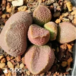 Adromischus Hamo Rose