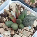 Adromischus Saizhugan
