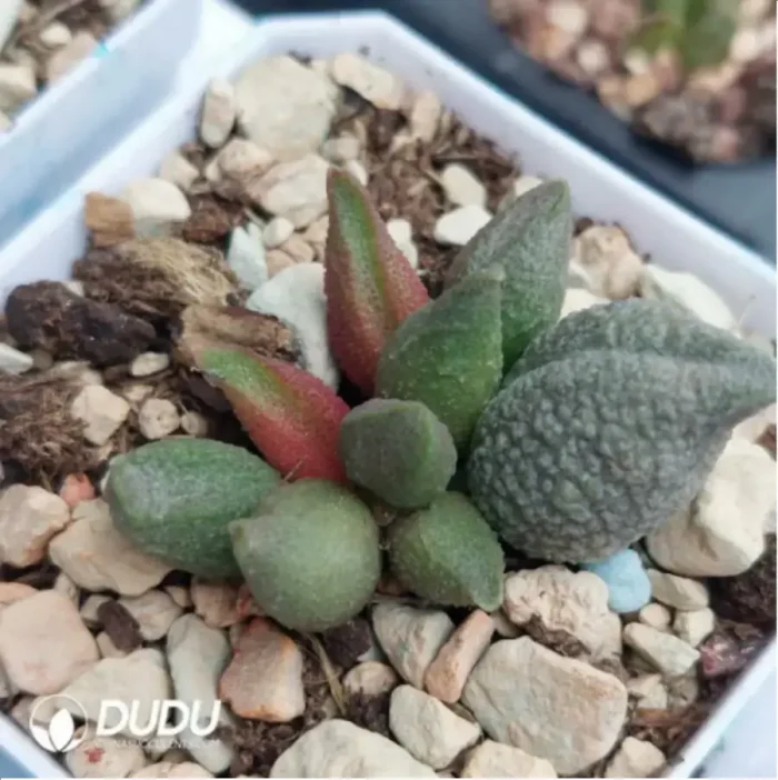 Adromischus Saizhugan - Image 1
