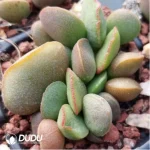 Adromischus Pork Tongue