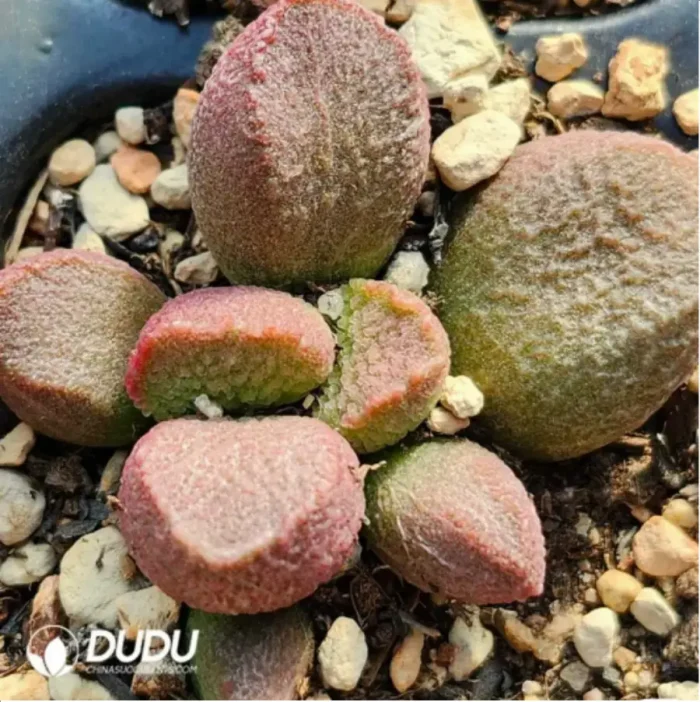 Adromischus Golden Porcupine - Image 1