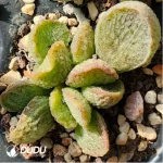 Adromischus Kubusensis Hybrid