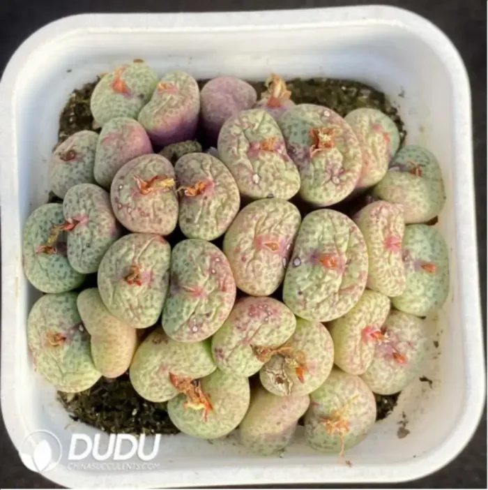 Conophytum Pockmarked face 1head - Image 1