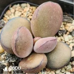 Adromischus White Martin