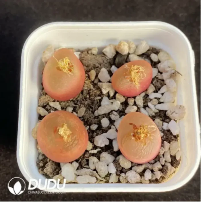 Conophytum Honey peach - Image 1