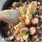 Adromischus Purple Horse Egg