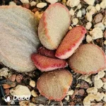 Adromischus Duchess