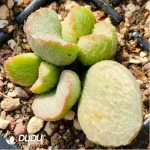 Adromischus Green Agate