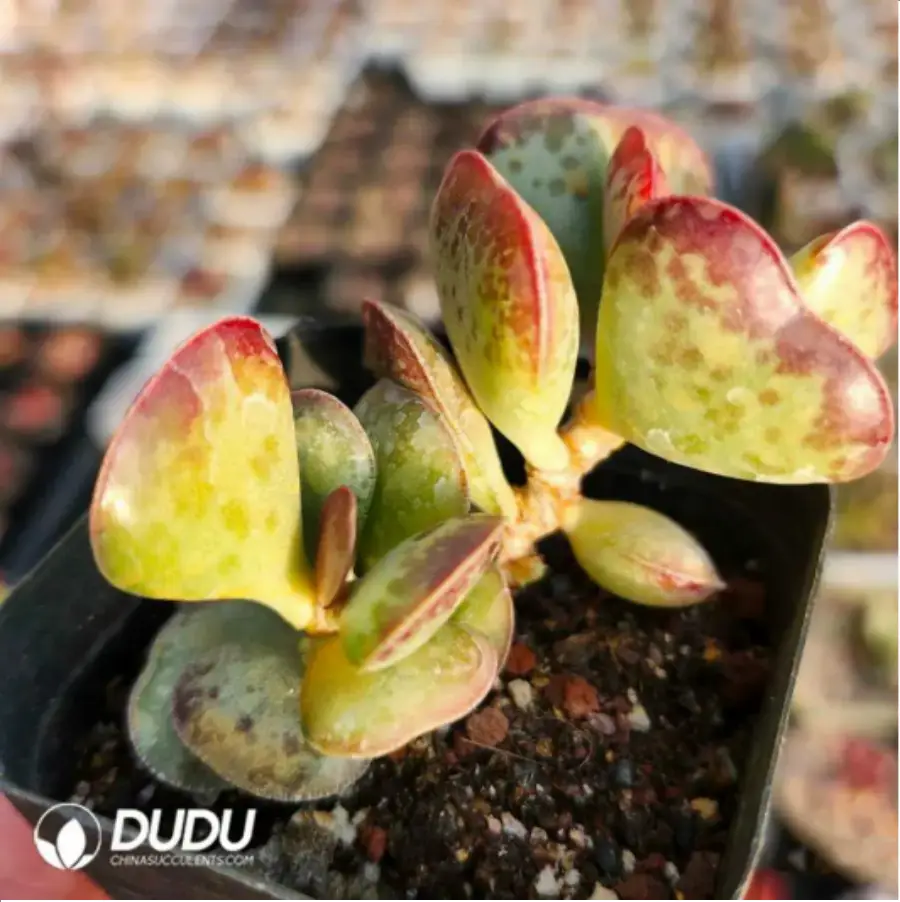 1-1809.webp Adromischus Redlip - Image 1