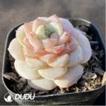 Echeveria K057
