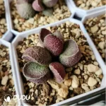 Adromischus Horse Egg
