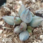 Adromischus Hammer Pork Liver