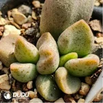 Adromischus Elsa