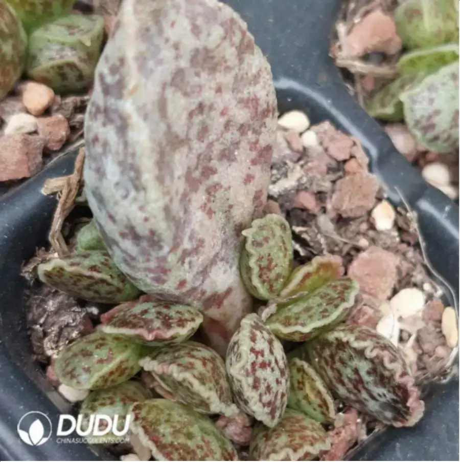 1-1819.webp Adromischus Strawberry - Image 1