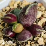 Adromischus Marianiae 'Bryan Makin'