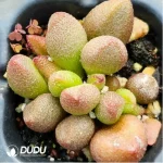 Adromischus Surfboard