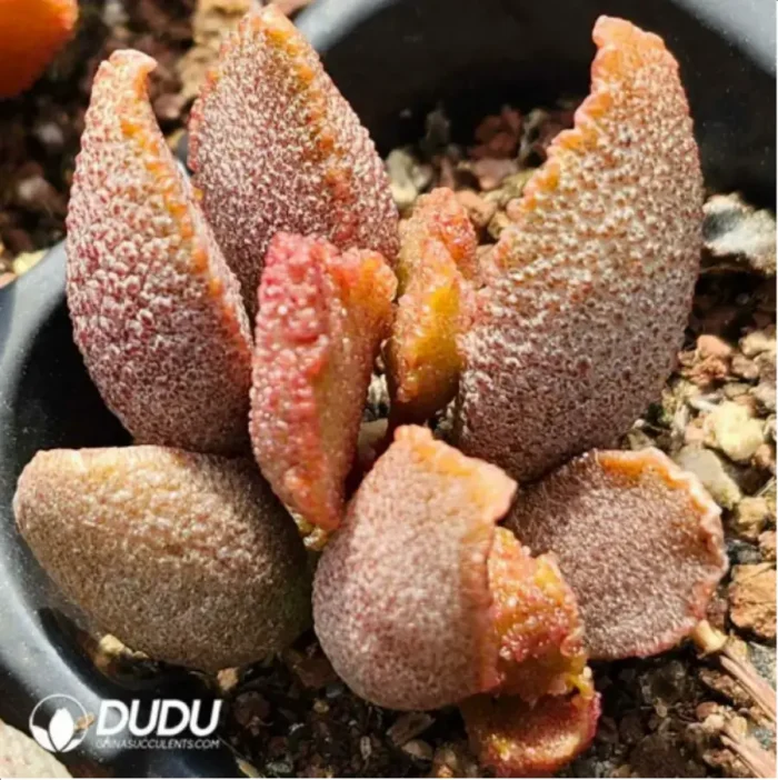 1-1825.webp Adromischus Elf stick - Image 1