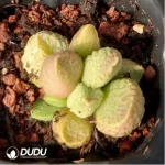 Adromischus White Sugar