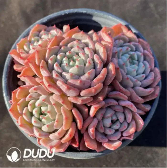 1-183.webp Echeveria Cute bubble Clustering - Image 1