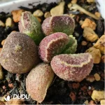 Adromischus Thickleaf Shuti