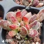 Adromischus Black Crystal