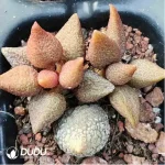 Adromischus Red Dragonfly