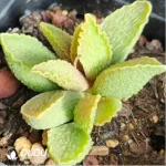 Adromischus Chili