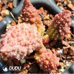 Adromischus Suzaku