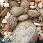 Adromischus herrei (W.F. Barker) Poelln