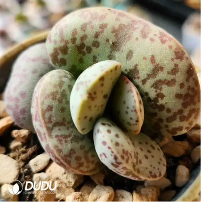 Adromischus Flower Eggs - Image 1