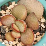 Adromischus Rapunzel Secorp