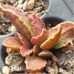 Adromischus Marianiae v. marianiae 'Clan William'