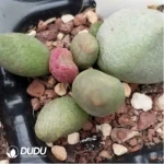 Adromischus Cat Ears