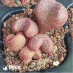 Adromischus White Sugar Bean