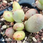 Adromischus Peach