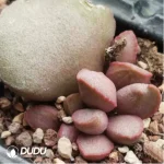 Adromischus Dinosaur Egg