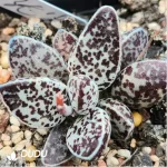 Adromischus Warm Egg Scrub
