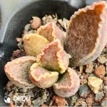 Adromischus Black Peacock